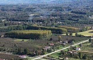 Çarşamba Ovası meyvede zirvede