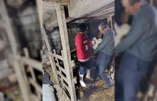 Çarşamba’da şap aşılamaları sürüyor