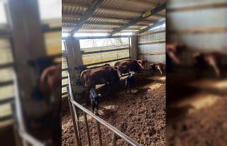 Çaycuma’da yeni doğan buzağılar kayıt altına...