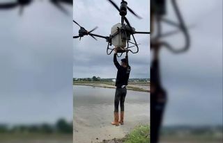 Çeltik tarlasında tehlikeli yolculuk: Drona asılıp...