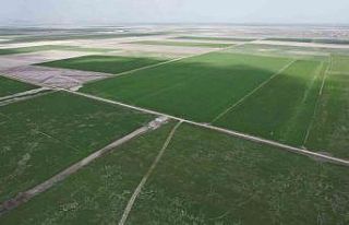 Çiftçilere hububata hastalık gelmeden erken müdahale...