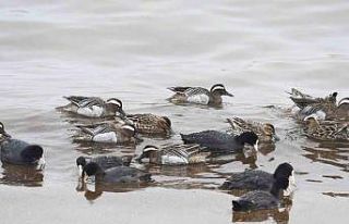 Çıkrıkçın ördekleri Van Gölü sahilinde görüntülendi