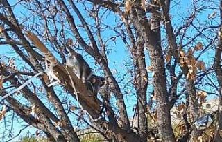 Çivril’de görülen maymun koruma altına alındı