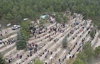 Çorum’da yüzlerce fidan toprakla buluştu
