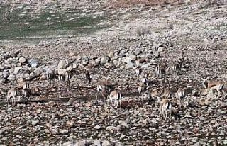 Cudi Dağında ceylan popülasyonu 165’e ulaştı