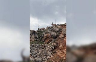 Dağ keçileri sürü halinde görüntülendi