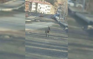 Dağ keçisi ilçe merkezine indi: Vatandaşları...