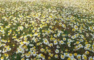 Dağlar çiçek açtı, arıcılar umutlandı