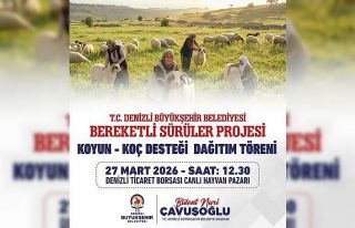 Denizli Büyükşehir 582 üreticiye 1200 adet koyun...
