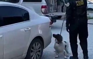 Denizli’de narkotik operasyonunda 6 kilo esrar ele...