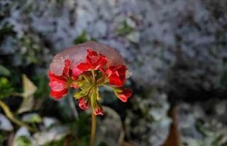 Denizli’ye baharda yağan lapa lapa kar araçları...