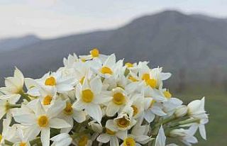 Derecik ilçesinde bahar yüzünü gösterdi