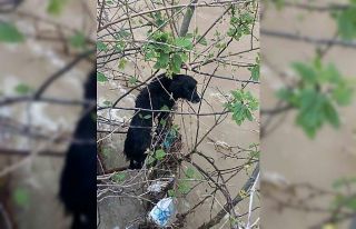 Dereye düşen köpek zorlu operasyonla kurtarıldı