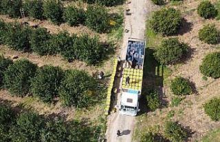 Dikenli limon üreticinin yüzünü güldürdü