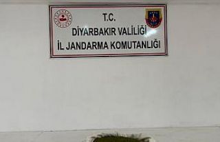 Diyarbakır’da 23 kilo esrar ele geçirildi