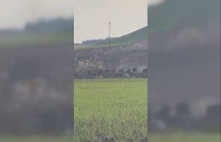 Diyarbakır’da domuz sürüsü görüntülendi