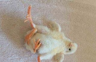 Diyarbakır’da dört ayaklı civciv şaşırttı