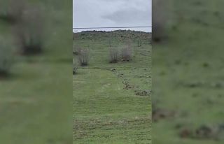 Diyarbakır’da kurt sürüsü görüntülendi