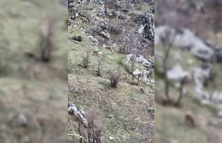 Diyarbakır’da nesli koruma altında olan dağ keçileri...