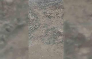 Diyarbakır’da nesli tükenme tehlikesi altında...