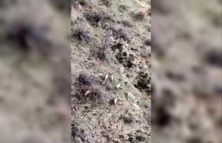 Diyarbakır’da popülasyonu hızla artıyor: Dağ...