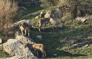 Diyarbakır’da popülasyonu hızlı artan dağ keçileri...
