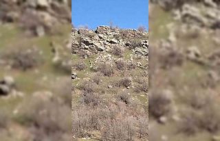 Diyarbakır’da sürü halinde dağ keçileri görüntülendi