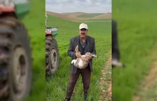 Diyarbakırlı çiftçi, tarlada yakaladığı gebe...
