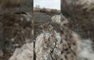 Doğada nadir görülen vaşak ölü bulundu