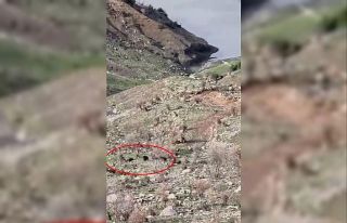 Domuzlar koyun sürüsüne saldırdı, çoban köpeği...