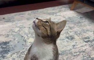 Dört yıldır kusan kedinin midesinden buzdolabı...