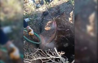 Düştüğü çukurda mahsur kalan yaban domuzunu...