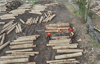 Düzce’den bin 909 ton orman ürünü ihraç edildi