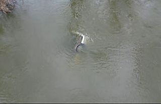 Edirne’de taşkında nehre düşen otomobil 1 ay...