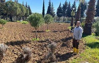 Edremit Meslek Yüksekokulu’nda lavanta bahçesi...