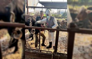 Efeler’de 15 bin hayvan aşılandı