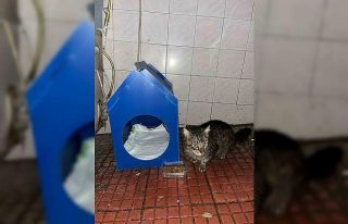 El emeğiyle yaptı, sokak kedilerine yuva oldu