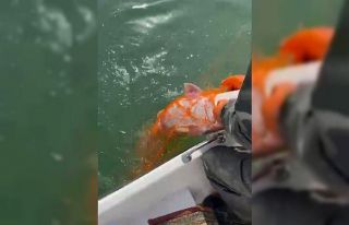 Elazığ’da 30 kiloluk dev Fırat turnası yakalandı