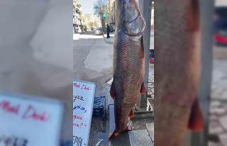 Elazığ’da 97 kilogram turna balığı yakalandı