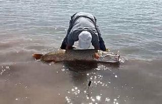 Elazığ’da amatör balıkçılar 65 kilo ağırlığında...