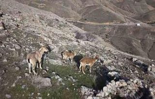 Elazığ’da dağ keçileri dron ile görüntülendi