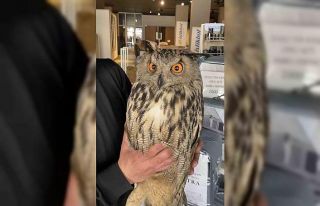 Elazığ’da yaralı halde bulunan puhu ekiplere...