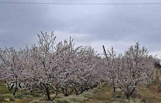 Erken çiçek açan ağaçlar don tehlikesiyle karşı...