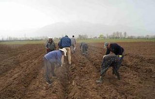 Erzincan bölgenin fidan ihtiyacını karşılıyor
