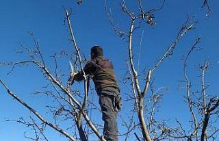 Erzincan çiftçisine ‘budama’ uyarısı