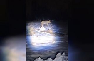 Erzincan’da aç kalan kurtlar köye indi