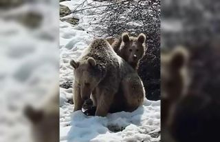 Erzincan’da ayıların kar keyfi kamerada
