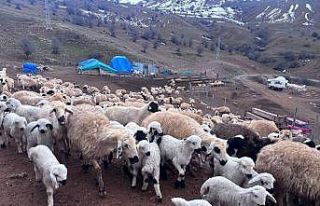 Erzincan’da baharın gelişiyle koyun-kuzu buluşmaları...