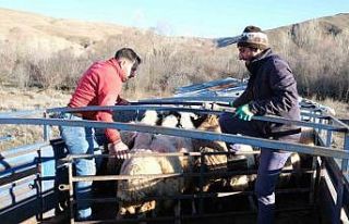Erzincan’da besiciler 8 aylık göçe başladı
