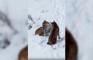 Erzincan’da iki vaşak görüntülendi